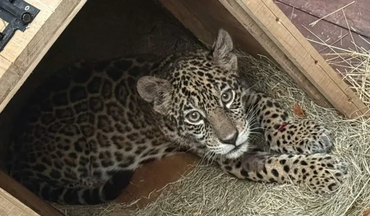 Cachorra de jaguar herida en Santa Cruz expone tráfico ilegal de fauna en Bolivia
