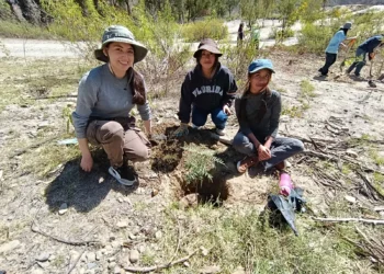 Más de 1.300 voluntarios plantaron arbolitos en bosques de La Paz
