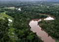 Bacterias amazónicas podrían ayudar a eliminar la contaminación por mercurio