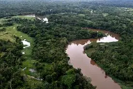 Bacterias amazónicas podrían ayudar a eliminar la contaminación por mercurio