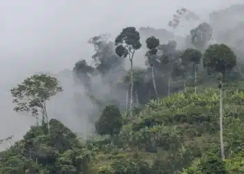 Con CarbonX, Empacar apuesta a liderar la captura de carbono en Latinoamérica