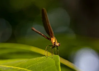 Anuncian lanzamiento del Premio al Reportaje sobre Naturaleza 2026