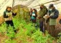 La UMSA respalda con investigación el cultivo de 66 especies adaptadas a ciudades de altura