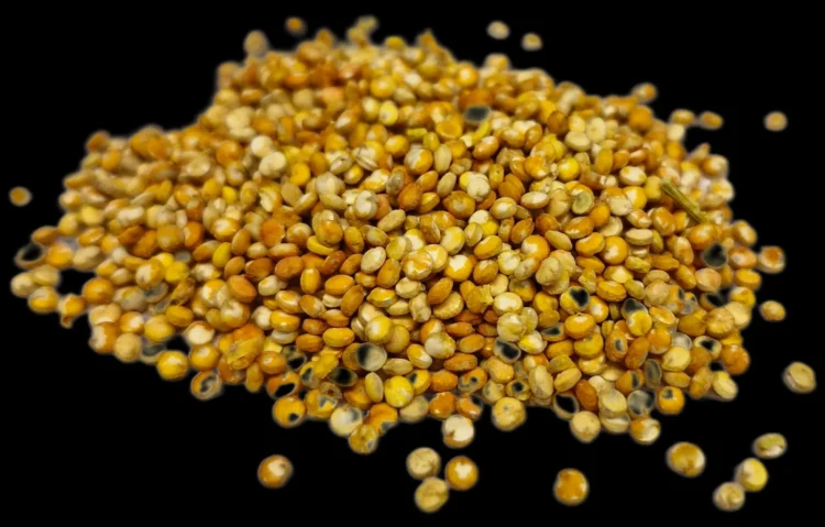 Investigadora transforma compuestos de semillas andinas en elementos para alimentos del futuro