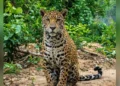 Después de dos años la jaguar Yaguara vuelve a la selva