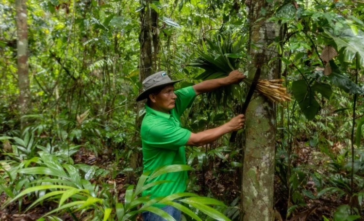 BancoSol, WCS y ACEAA logran la conservación de más de 13 mil hectáreas de bosque amazónico