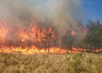 Ante incendios forestales juez de San Lorenzo prohíbe las quemas agrícolas