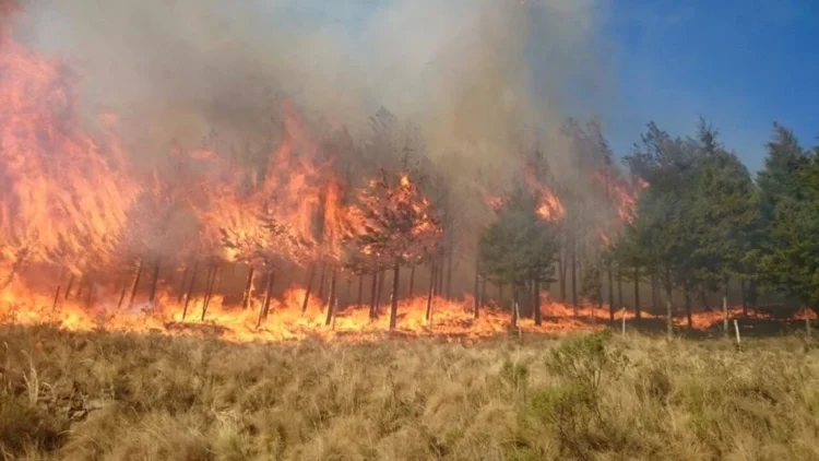 Ante incendios forestales juez de San Lorenzo prohíbe las quemas agrícolas