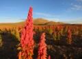 Investigación demuestra que la quinua real boliviana tiene cualidades nutricionales únicas