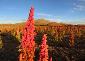 Investigación demuestra que la quinua real boliviana tiene cualidades nutricionales únicas