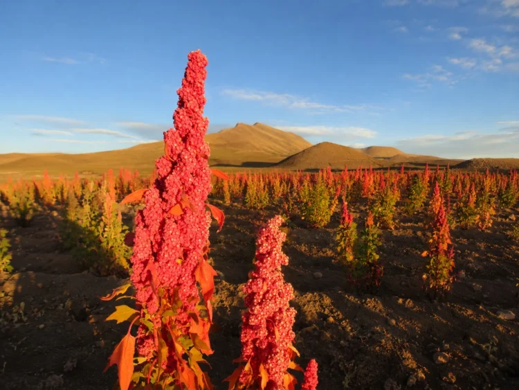 Investigación demuestra que la quinua real boliviana tiene cualidades nutricionales únicas