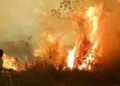 El Gobierno gestiona imágenes del Copernicus para fortalecer la atención de incendios forestales