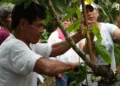 La GIZ trabaja en el fortalecimiento de capacidades para conservar los bosques de cacao nativo