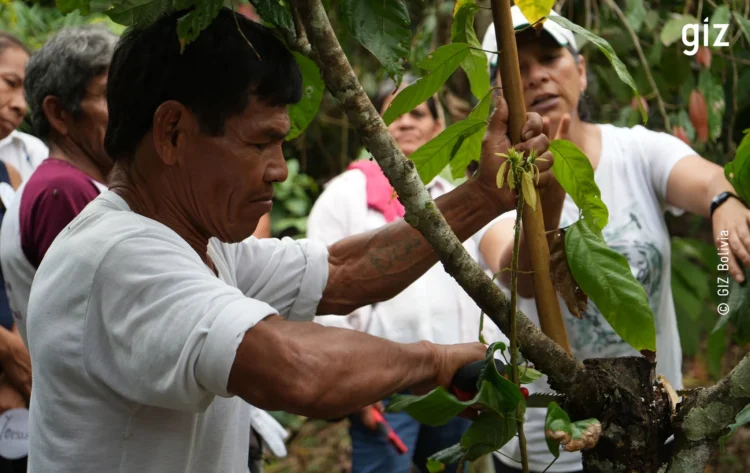 La GIZ trabaja en el fortalecimiento de capacidades para conservar los bosques de cacao nativo