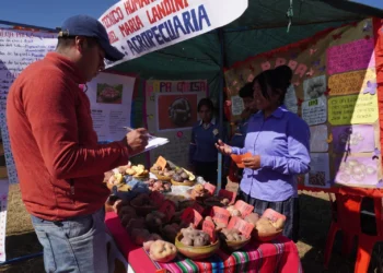 La UMSA busca en las papas nativas genes de resistencia a sequías y heladas