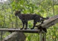 Tilcayo, el pequeño felino de los Yungas que sorprende al mundo