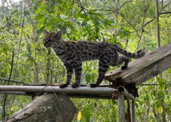 Tilcayo, el pequeño felino de los Yungas que sorprende al mundo