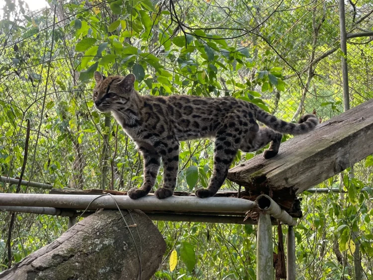 Tilcayo, el pequeño felino de los Yungas que sorprende al mundo