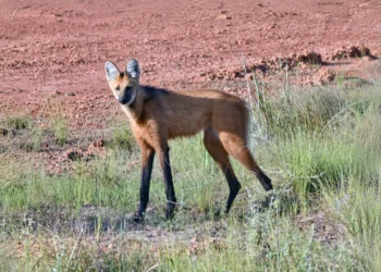 En el Día Internacional del Borochi, un ejemplar es registrado en la Reserva Barba Azul de Armonía