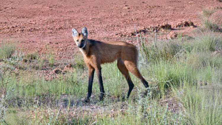 En el Día Internacional del Borochi, un ejemplar es registrado en la Reserva Barba Azul de Armonía