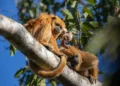 Aprueban la Estrategia Nacional para la Conservación de la Biodiversidad y su Plan de Acción