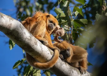 Aprueban la Estrategia Nacional para la Conservación de la Biodiversidad y su Plan de Acción