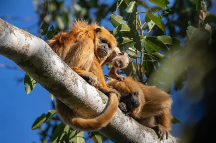 Aprueban la Estrategia Nacional para la Conservación de la Biodiversidad y su Plan de Acción