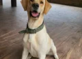Nacional Seguros impulsa el cuidado responsable de las mascotas con soluciones de protección para perros y gatos