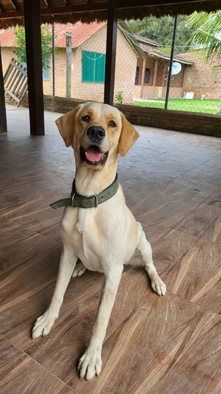 Nacional Seguros impulsa el cuidado responsable de las mascotas con soluciones de protección para perros y gatos